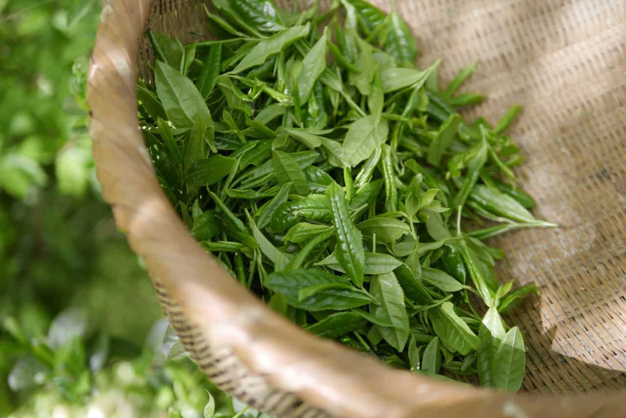 Aceite esencial de árbol de té y sus propiedades