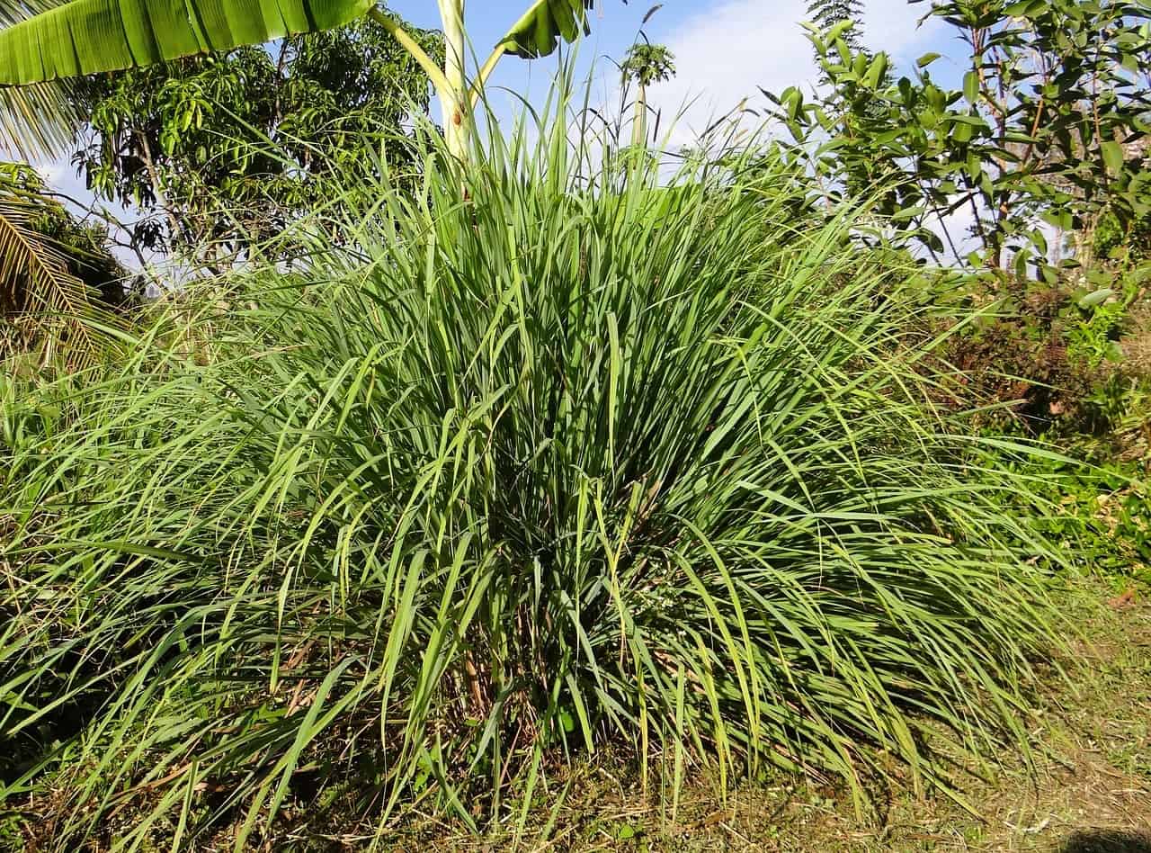 Aceite esencial de citronela y sus propiedades