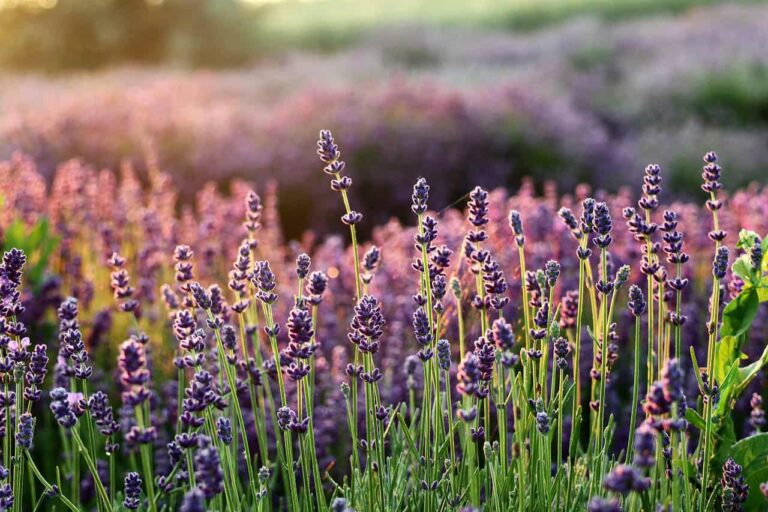 Aceite esencial de Lavanda y sus propiedades
