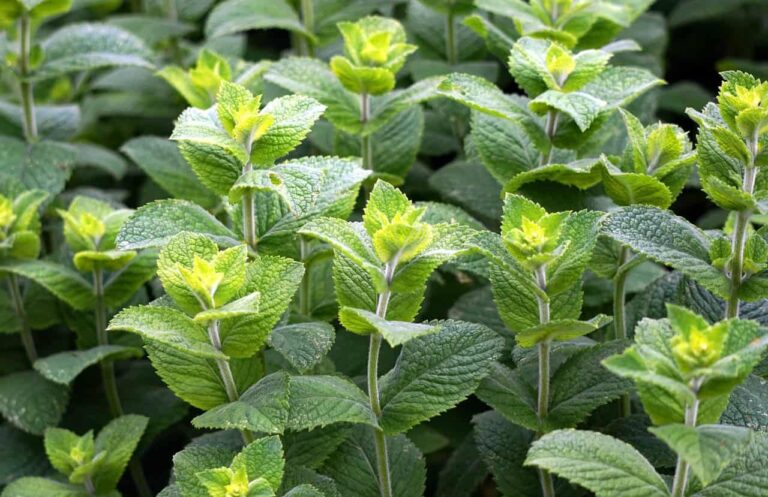 Aceite esencial de Menta y sus propiedades
