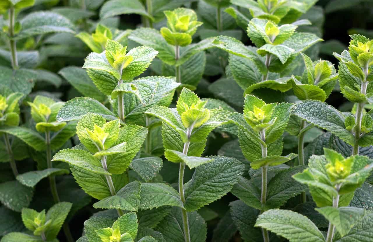 Aceite esencial de Menta y sus propiedades