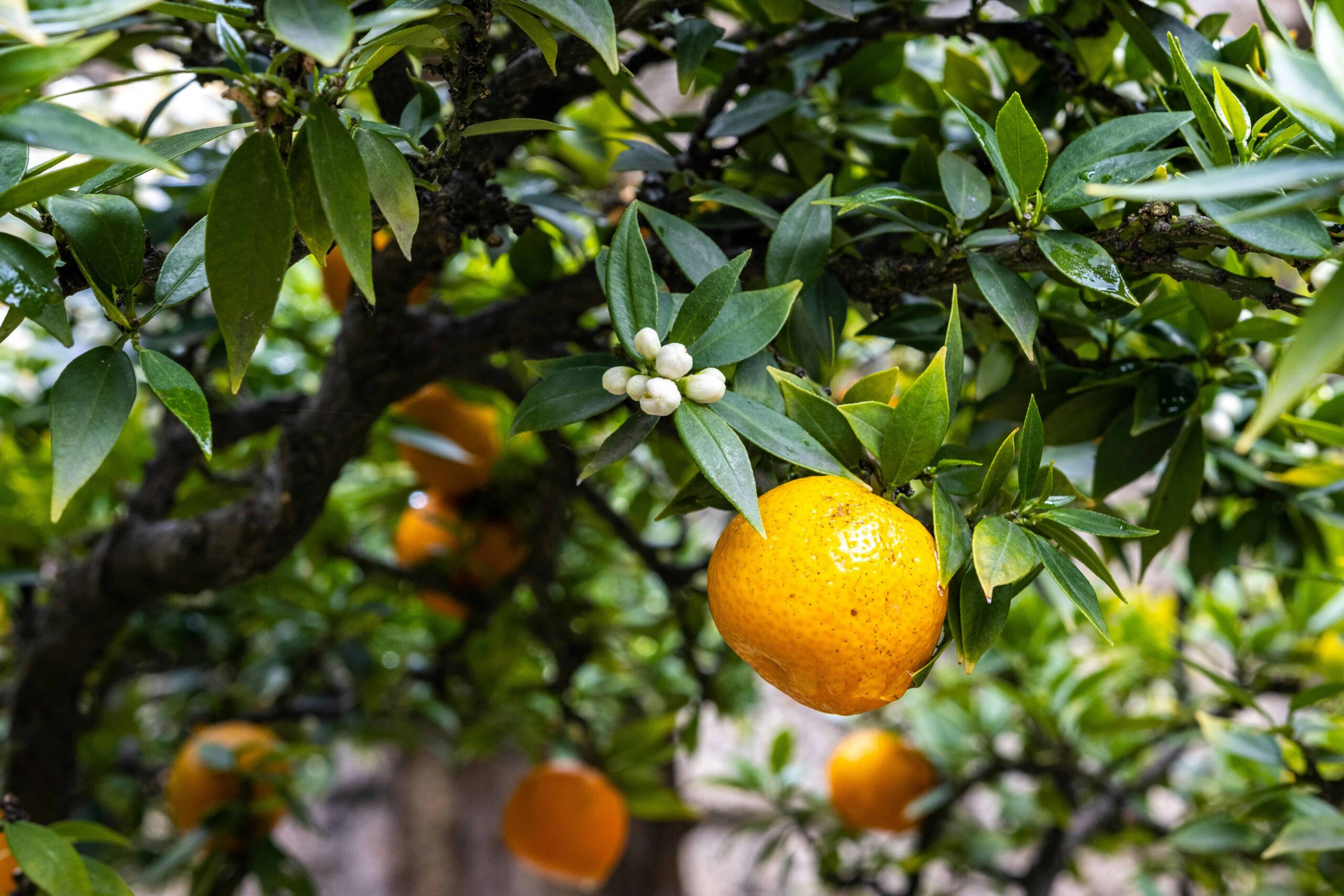 Aceite Esencial de Naranja y Sus Propiedades